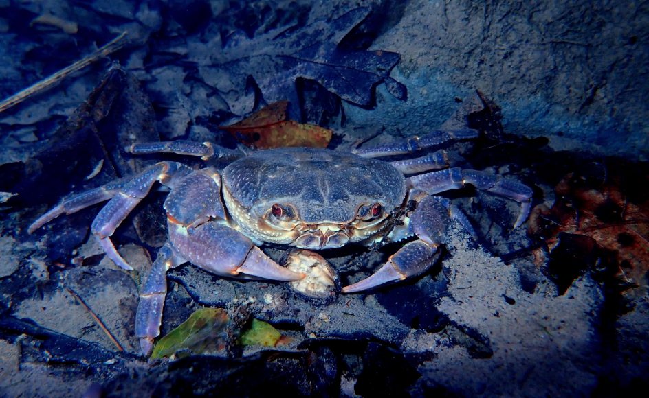 Crostacei autoctoni: granchio di fiume - Foto Nicola Fortini - riproduzione riservata