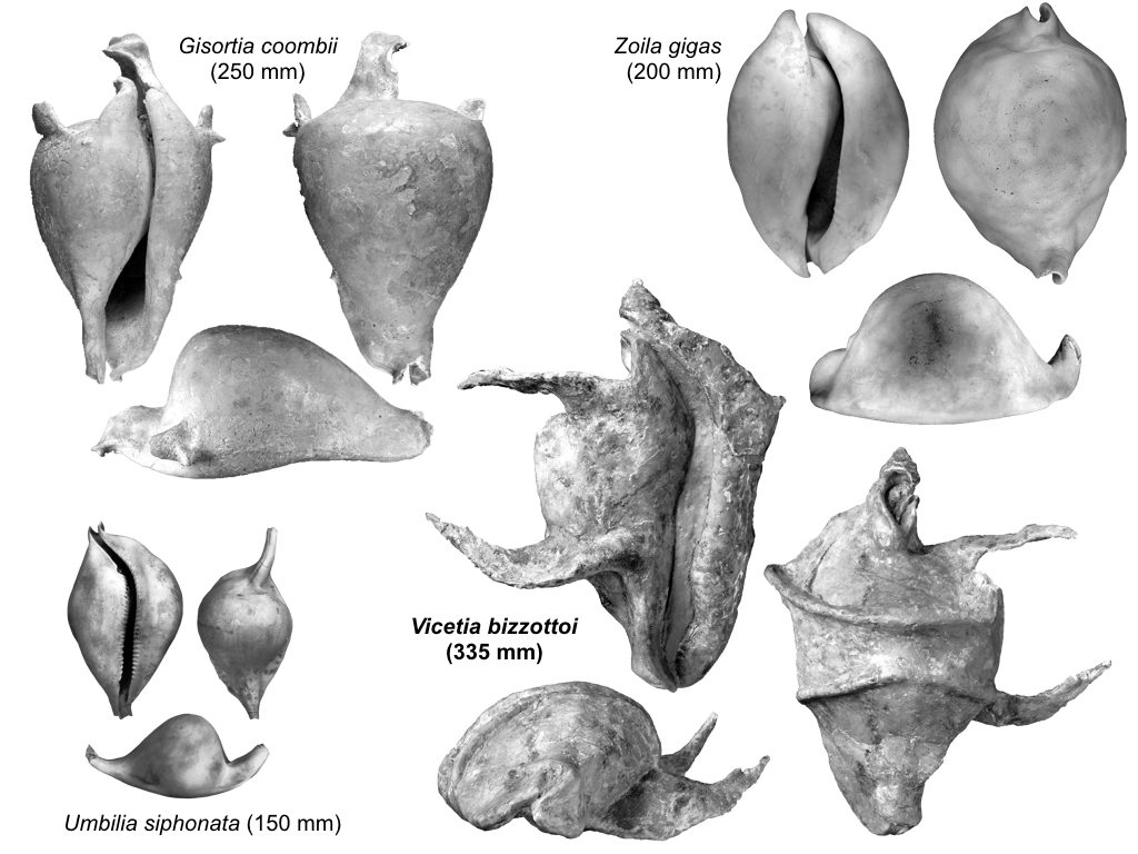 La ciprea Vicetia bizzottoi in confronto ad altri esemplari - Foto Scientific Reports