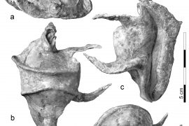 La_ciprea_fossile_Vicetia_bizzottoi - Foto Scientific Reports