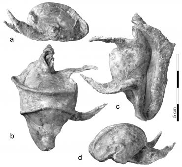 La_ciprea_fossile_Vicetia_bizzottoi - Foto Scientific Reports