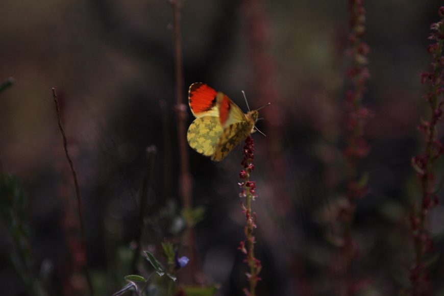 Anthocharis damone, foto di jfgodean