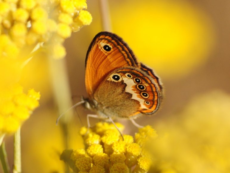 Coenonympha corinna,  foto di ricmopla