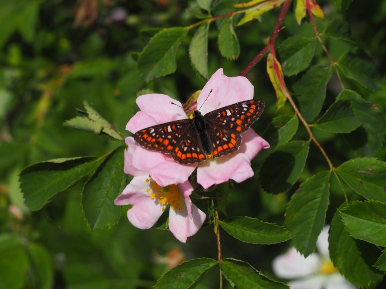 Nella galleria, una serie di fotografie condivise dai cittadini che fanno parte della comunità INaturalist, indicati con i rispettivi nickname  - Euphydryas maturna, foto di liebele