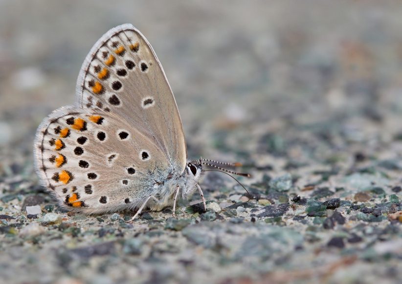 Kretania trappi, foto di paulcools