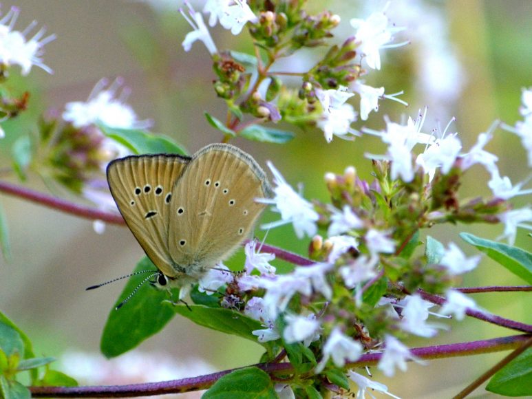 Polyommatus humedasae, foto di stefanodirektor