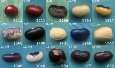 I quindici semi antichi di cui è stato sequenziato il genoma completo