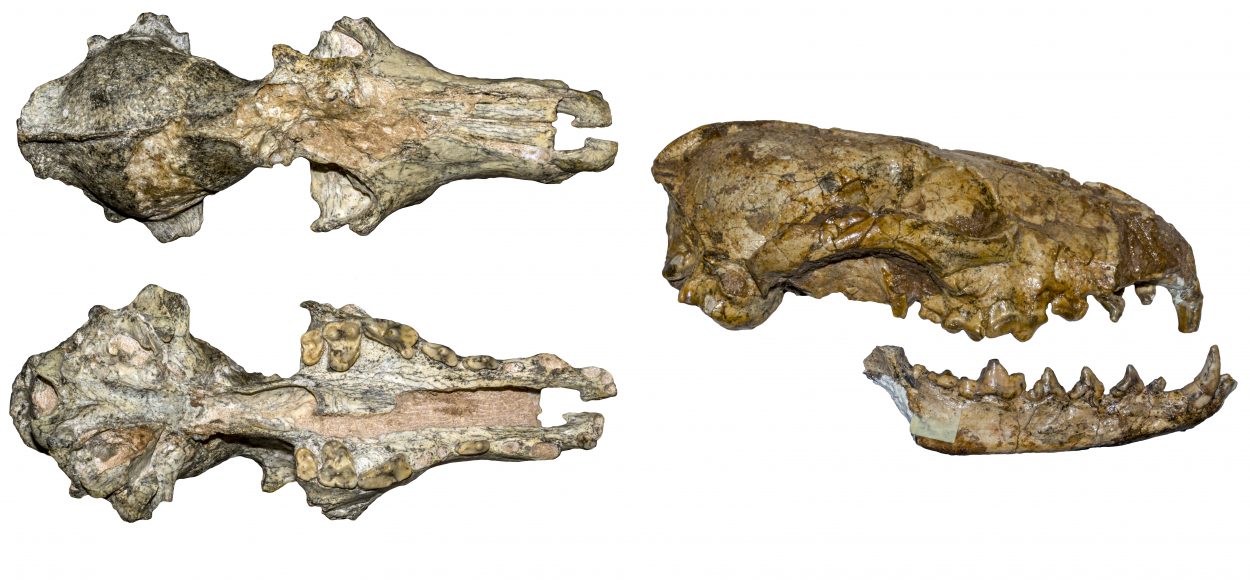 Fossili di Vulpes rooki