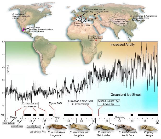 Successione cronologica delle principali specie del genere Equus, in correlazione con i cambiamenti climatici durante il Pleistocene