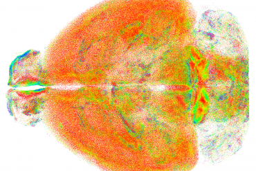 mappatura cervello neuroni clustering