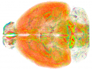 mappatura cervello neuroni clustering
