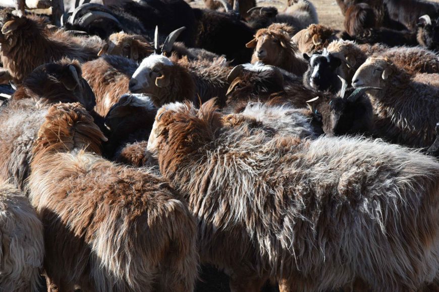 armenti per lana da cashmere (foto Francesco Rovero)