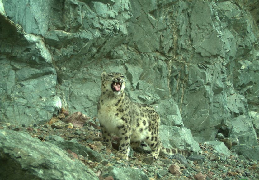 leopardo delle nevi (foto MUSE/UNIFI)