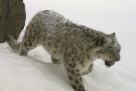 leopardo delle nevi pericolo cashmere