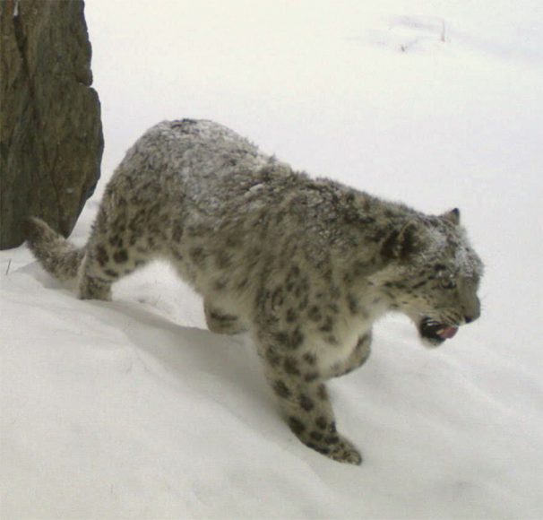 leopardo delle nevi (foto MUSE/UNIFI)