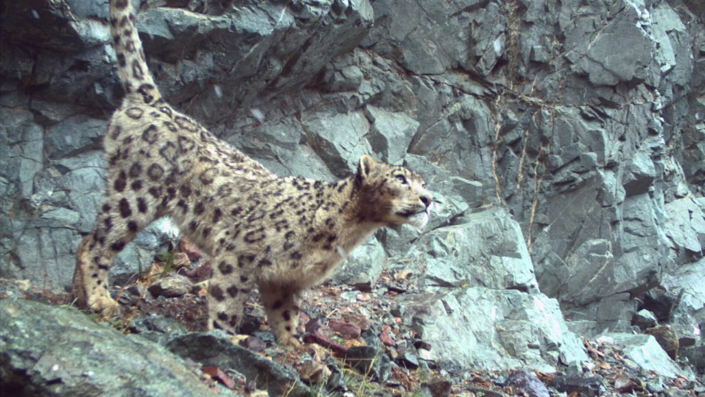 leopardo delle nevi (foto MUSE/UNIFI)