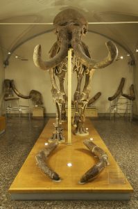Scheletro fossile di Mammuthus meridionalis, una specie estinta vissuta in Toscana e descritta a Firenze da Filippo Nesti nel 1825 in collaborazione con Georges Cuvier - Museo di Geologia e Paleontologia