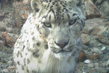 Il leopardo delle nevi