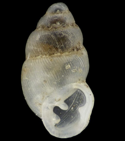 Tipo della Carychium Mariae