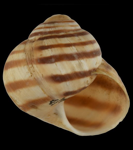 Tipo della Helix (Helicogena) ligata V. Delpretiana