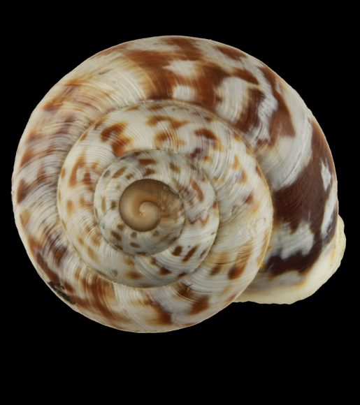 Tipo della Helix (Iberus) muralis Var. alutacea