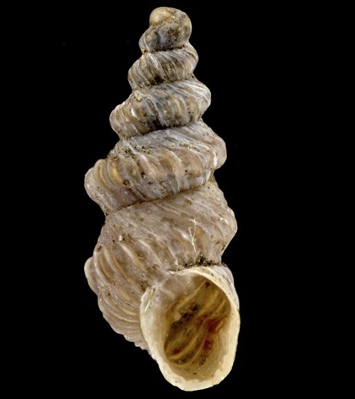 Tipo di Pupa (Torquilla) scalaris