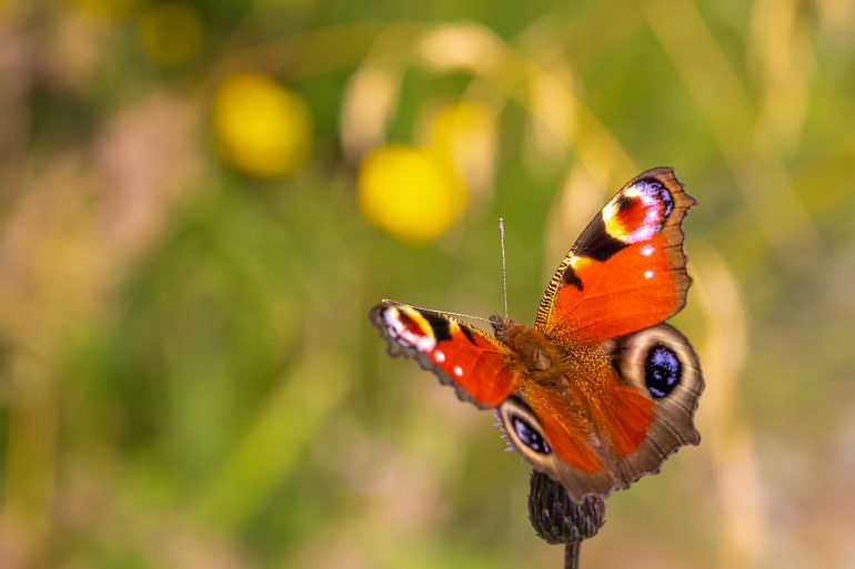 Farfalla Aglais io