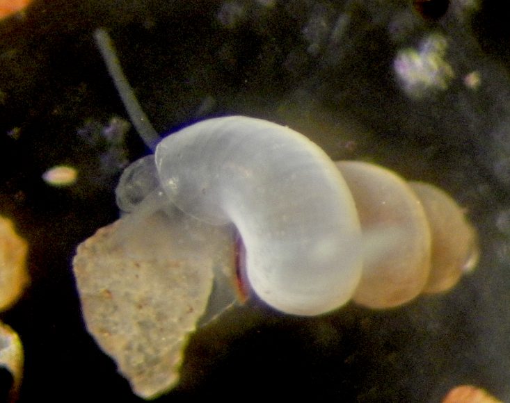 Alzoniella isoensis (Foto Marco Bodon)