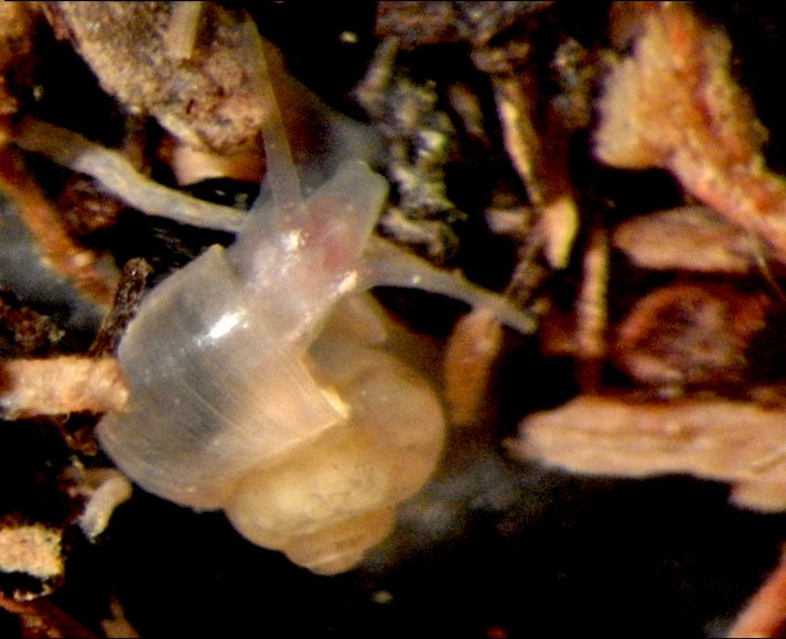 Fissuria globosa (Foto Marco Bodon)