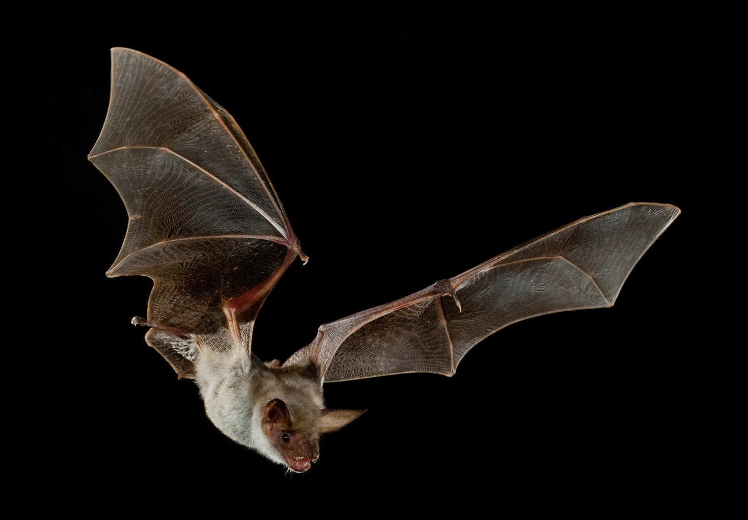 Quando i pipistrelli hanno paura Unifimagazine La testata online