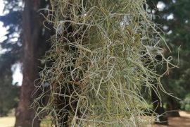 Una pianta di Tillandsia usneoides, la specie utilizzata per gli esperimenti