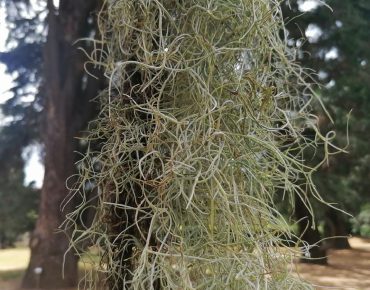 Una pianta di Tillandsia usneoides, la specie utilizzata per gli esperimenti