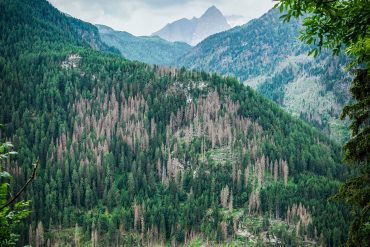 Infestazione di scolitidi ad un bosco di abeti rossi interessato dalla tempesta di vento "Vaia" nelle Alpi italiane. Le piante colpite sono distinguibili in colore grigio. (Foto di Alessandro Cescatti)