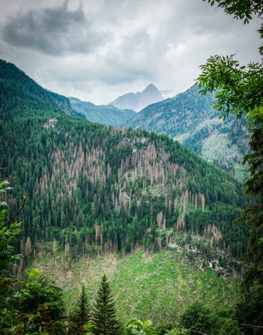 Infestazione di scolitidi ad un bosco di abeti rossi interessato dalla tempesta di vento "Vaia" nelle Alpi italiane. Le piante colpite sono distinguibili in colore grigio. (Foto di Alessandro Cescatti)