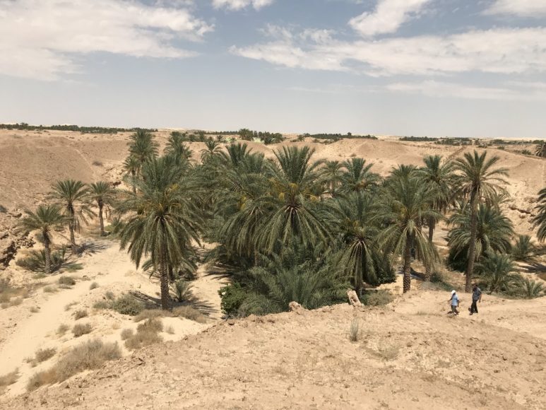 L'oasi ghout di El Oued in Algeria