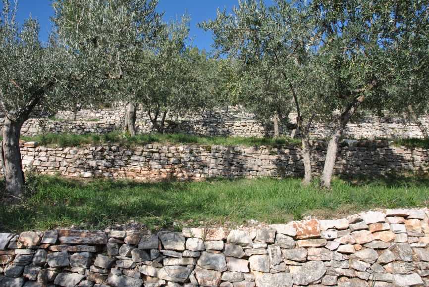 Gli oliveti sul sentiero Assisi-Spello