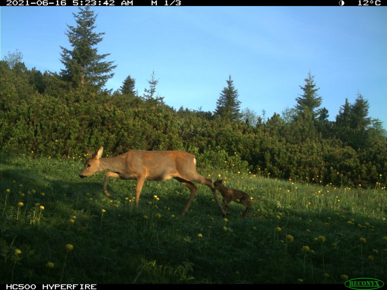 una capriola e il suo cucciolo, foto diurna