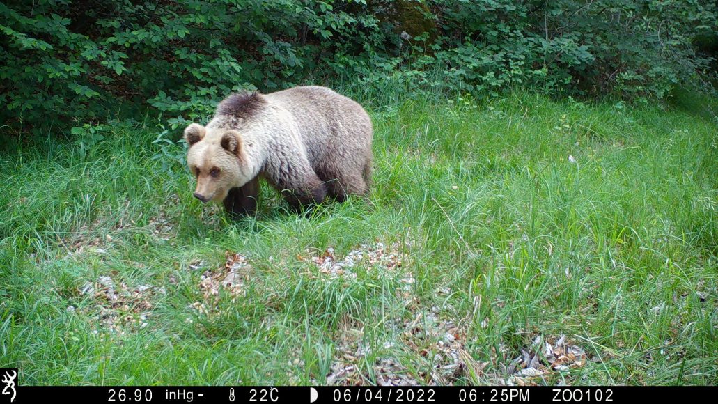 orso, foto diurna