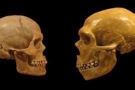 I crani di Homo sapiens (a sinistra) e Homo neanderthalensis (a destra) a confronto.