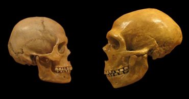 I crani di Homo sapiens (a sinistra) e Homo neanderthalensis (a destra) a confronto.