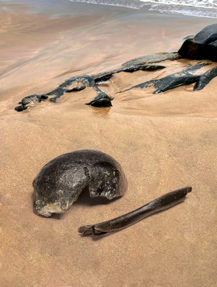 Fossili umani rinvenuti sulla costa olandese e datati da circa 11.000 a 8.000 anni fa (Foto: National Museum of Antiquities - RMO, modificata da Michelle O‘Reilly)