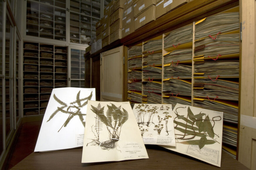 Alcuni campioni botanici custoditi nella Sala Pichi Sermolli - Museo di Botanica