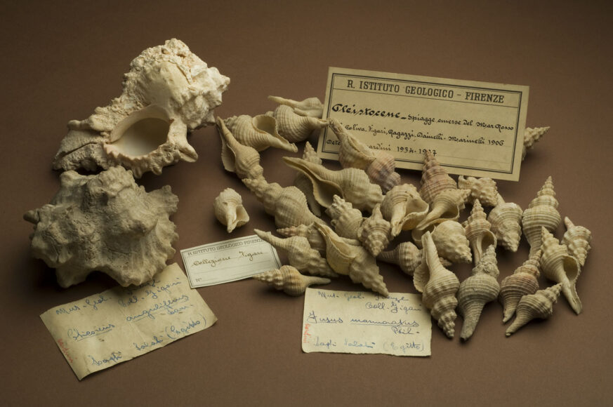 Reperti provenienti dal Mar Rosso - Museo di Geologia e Paleontologia