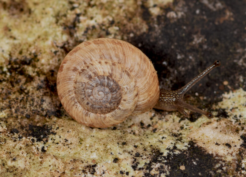 Un esemplare di Etruscotricha folcoi