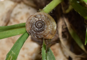 Un esemplare di chiocciola Etruscotricha folcoi