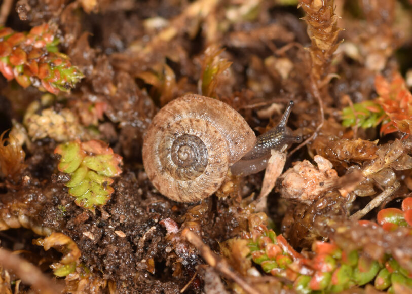 Un esemplare di Etruscotricha folcoi