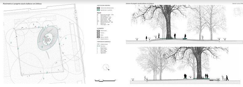 Il progetto della pedana rialzata che circonderà la Zelkova