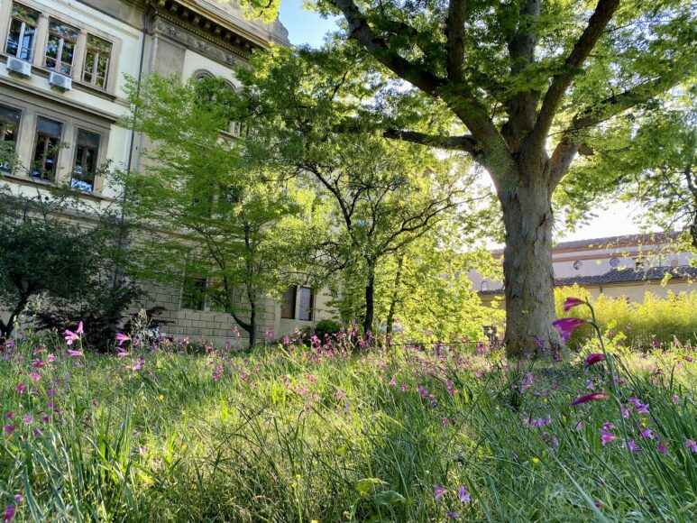 La Zelkova dell'Orto Botanico