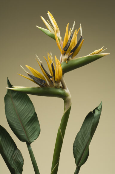 Cere botaniche, la Strelitzia_reginae