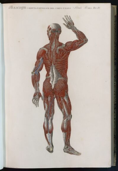 Paolo Mascagni, Anatomia universale, Biblioteca Biomedica (1833)