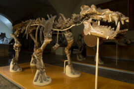 Collezione dei mammiferi fossili - Hippopotamus antiquus